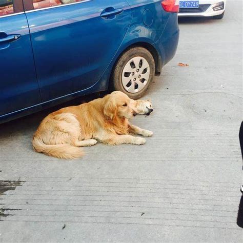 路邊狗狗死掉|臺南市政府全球資訊網